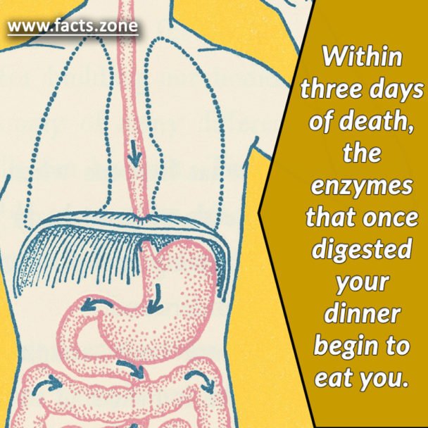 Within three days of death, the enzymes begin to eat you.