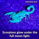 Scorpions glows