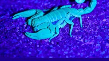 Scorpions glows