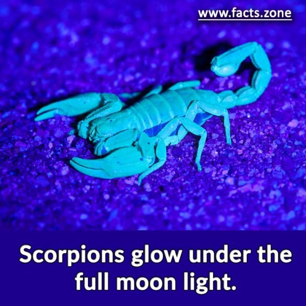 Scorpions glows