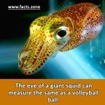 eye of a giant squid same as a volleyball ball