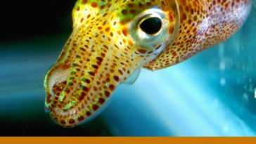 eye of a giant squid same as a volleyball ball