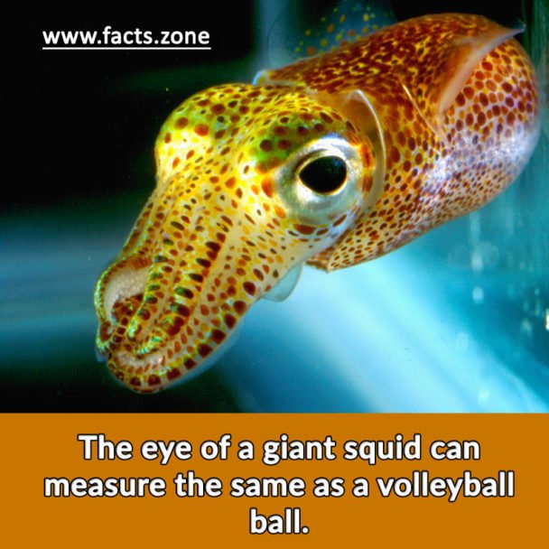 eye of a giant squid same as a volleyball ball