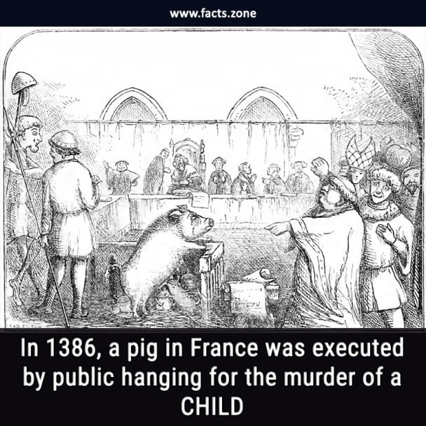 pig in France hanging