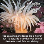 The Sea Anemone looks like a flower
