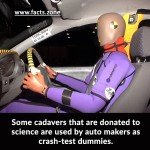 crash-test dummies