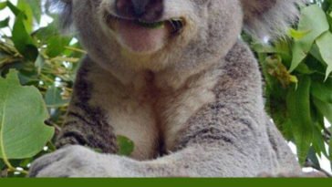 Koala fingerprints and human fingerprints are so alike