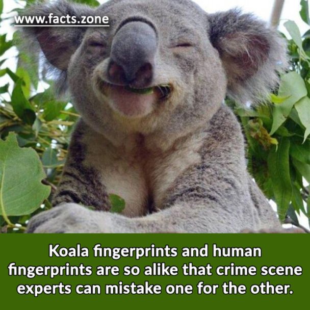 Koala fingerprints and human fingerprints are so alike
