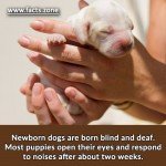 Newborn dogs are born blind and deaf.
