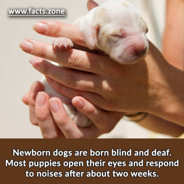 Newborn dogs are born blind and deaf.