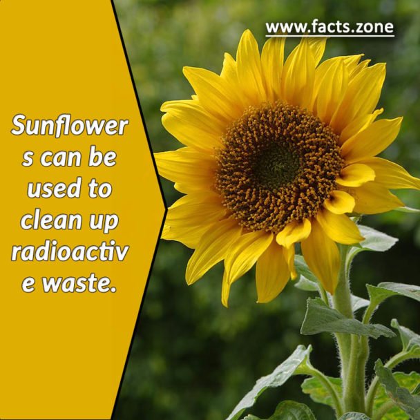 Sunflowers used to clean up radioactive waste