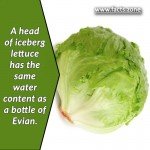 head of iceberg lettuce