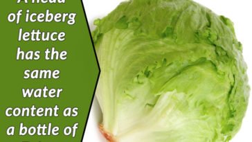head of iceberg lettuce