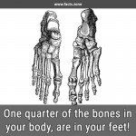 Bones in your feet