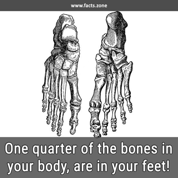 Bones in your feet