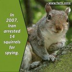 squirrels for spying.