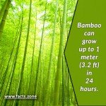 Bamboo can grow up to 1 meter in 24 hours.