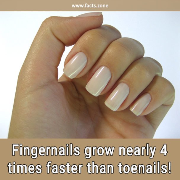 Fingernail Grows
