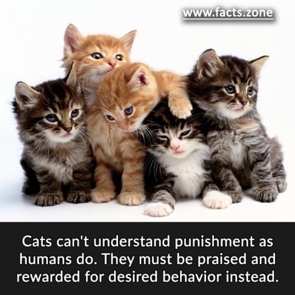 Cats can't understand punishment as humans do.