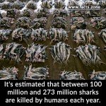 sharks are killed by humans each year.