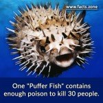 One "Puffer Fish" contains Poison