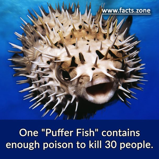 One "Puffer Fish" contains Poison