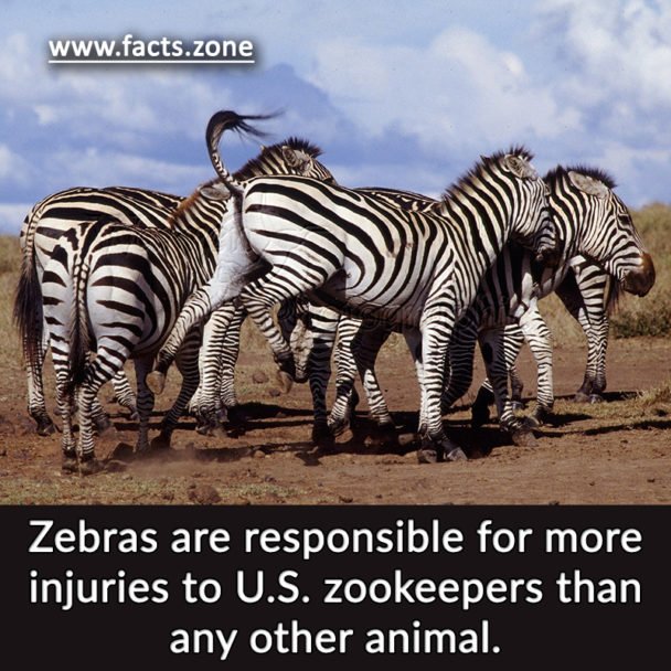 Zebras are responsible for more injuries to U.S. zookeepers