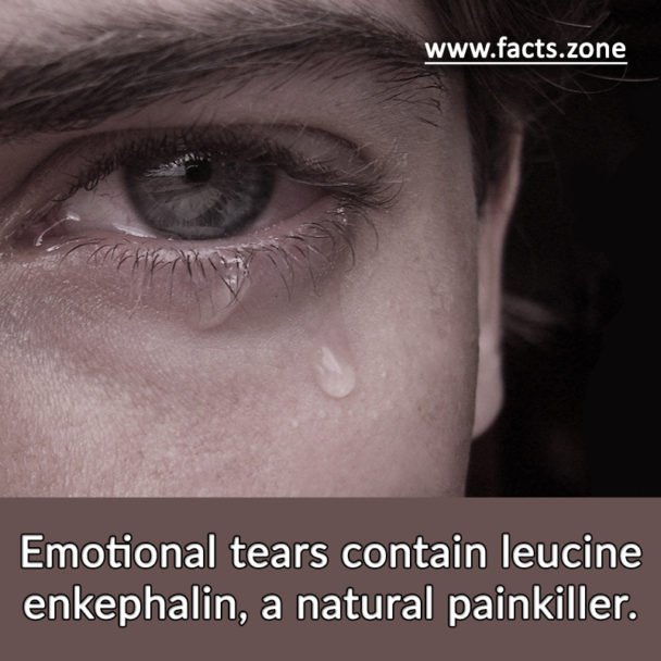tears contain leucine enkephalin