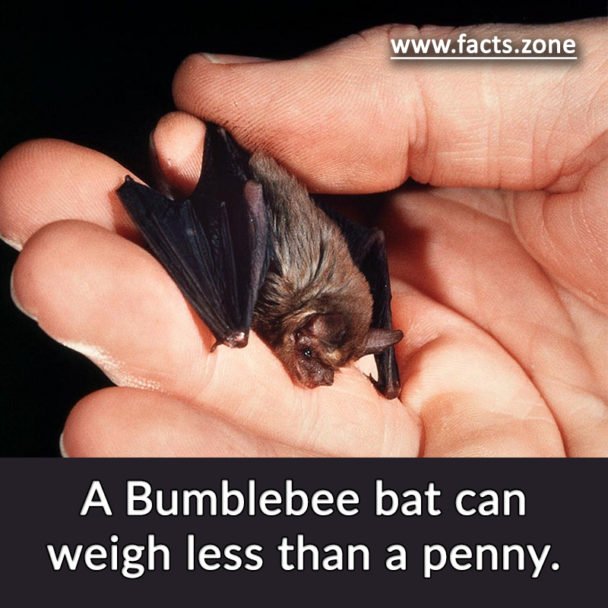 Bumblebee bat