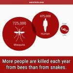 people are killed from snakes