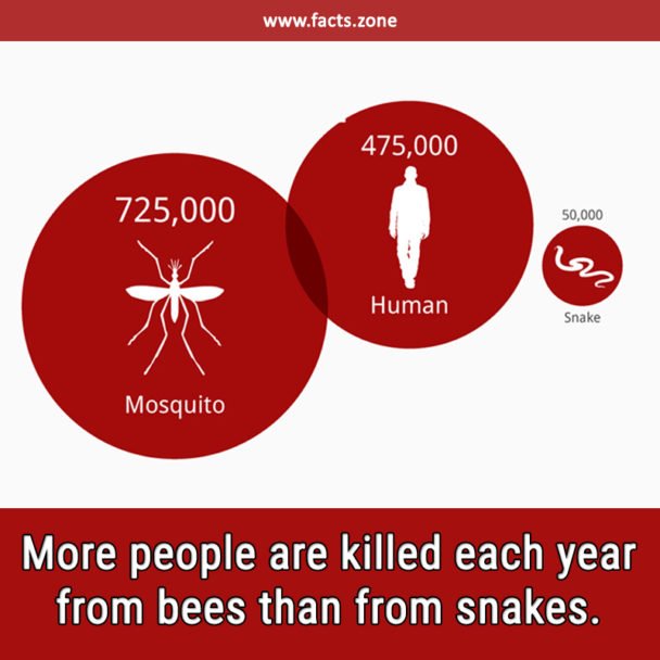 people are killed from snakes