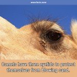 Camels eyelids