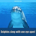 Dolphins Sleeps