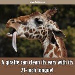 Giraffe clean its ear with toungue