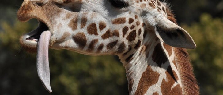 Giraffe clean its ear with toungue