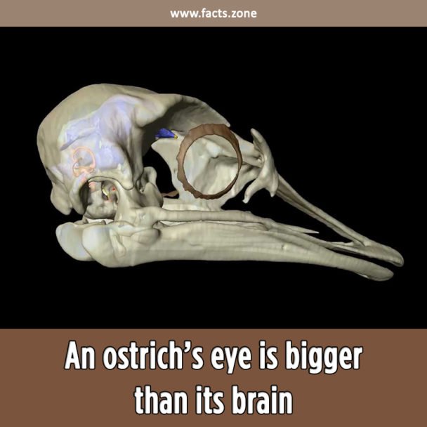 ostrich’s eye is bigger than brain