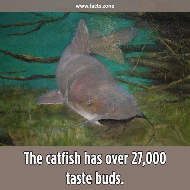 A catfish has over 27,000 taste buds