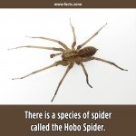 Hobo SPider