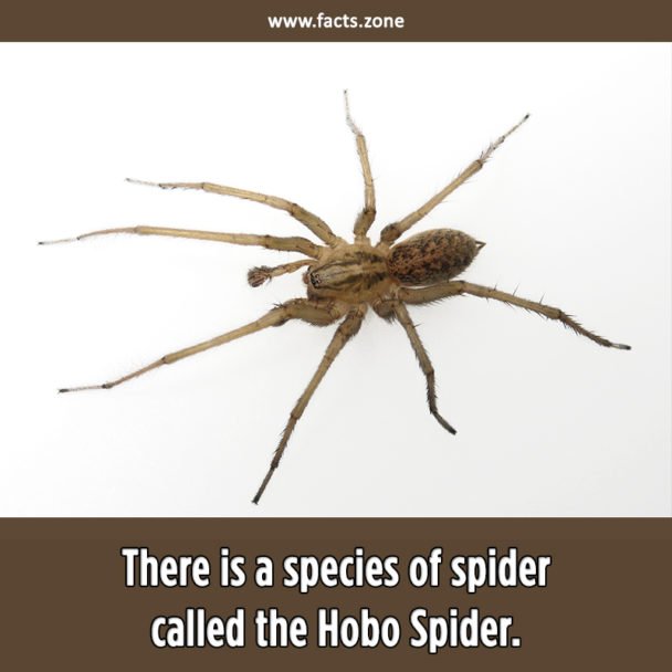 Hobo SPider