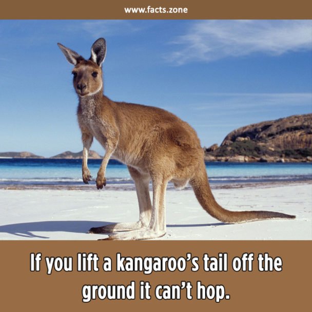 If you lift a kangaroo’s tail off