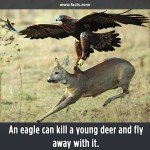 Eagle and Deer