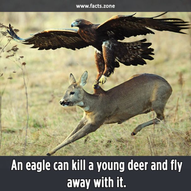 Eagle and Deer