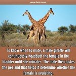 male giraffe