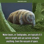 Water bears, or Tardigrades