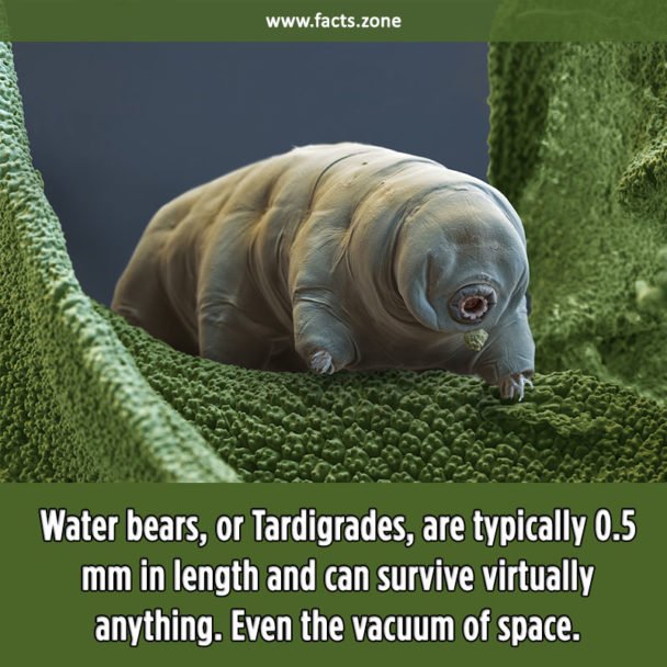 Water bears, or Tardigrades