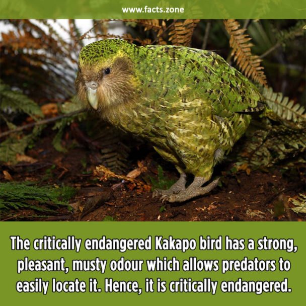 Kakapo bird