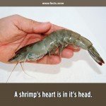 A shrimp's heart