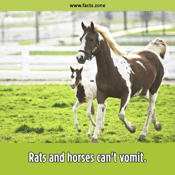 Rats and horses