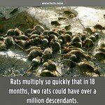 Rats