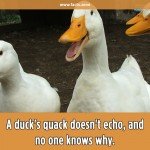 A duck's quack doesn't echo